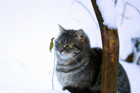 Beautiful fluffy gray cat with green eyes sitting in snowの写真素材