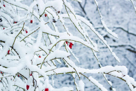 Red rosehip berries on bush in snow. Rosa canina, commonly known as dog-roseの写真素材