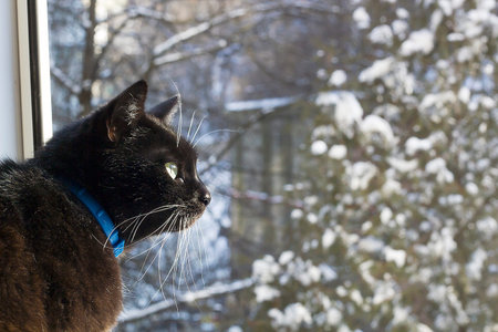 Portrait of black cat with white whiskers and eyebrows looking with interest in window on blurred winter background with Christmas treeの写真素材