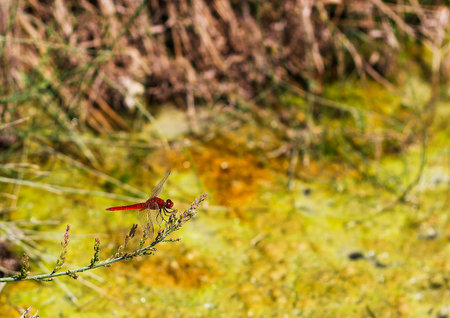 Red dragonfly sits on plant. Crocothemis erythraea dragonfly or broad scarlet, common...