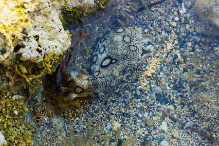 Aplysia dactylomela in water. Spotted sea hare big slugの写真素材