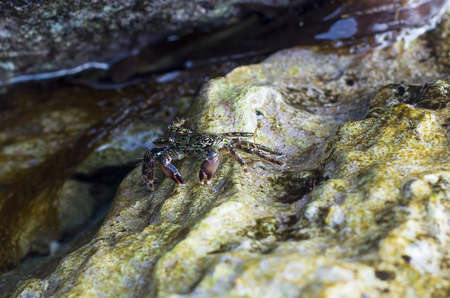 Small cub of crab sits on rock in seaの写真素材