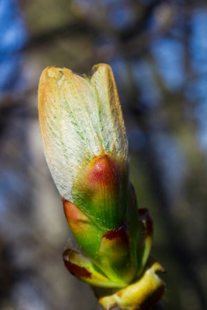 Big bud tree on branch in spring day selective focus
