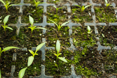 Young small sprouts flowers sprouted in tray for seedlings top view, selective focus