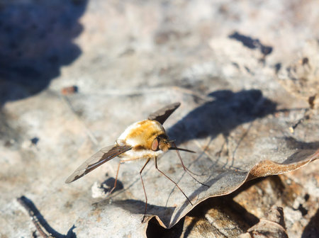 Hairy fly with long proboscis Bombylius major, Large Bee-fly