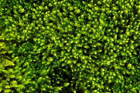 Texture of green mossの写真素材