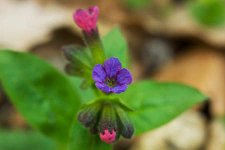 Blue flower and pink bud Pulmonaria (lungwort) top viewの写真素材