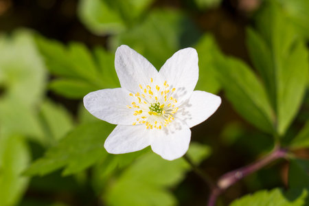 White spring forest flower Anemone nemorosa or wood anemone, windflower, thimbleweed, smell fox...