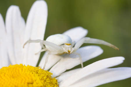 White Flower crab spider Misumena vatia sits on daisy flower and waits for preyの写真素材
