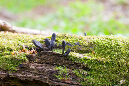 Black mushroom-parasites Xylaria polymorpha on fallen tree. Dead man's fingers mushrooms, saprobic fungus with green mossの写真素材