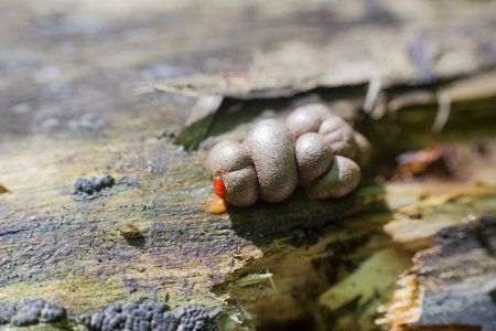 Brown Lycogala epidendrum or Wolf's milk, groening's slime on fallen tree