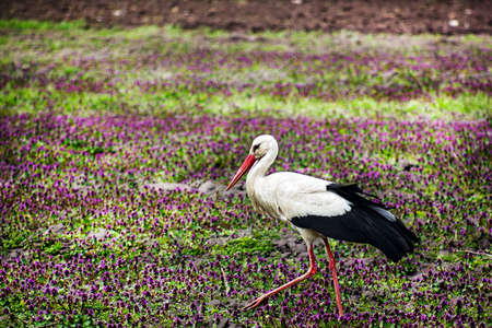 Stork walking in a field with lilac flowers, scene of wildlifeの写真素材