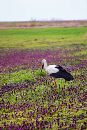 Stork walking in a field with lilac flowers, scene of wildlifeの写真素材