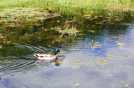 Wild duck Mallard swimming on pondの写真素材