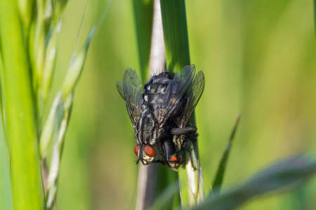 Mating of Sarcophaga carnaria flies on green plant. Two copulating Common flesh flyの写真素材