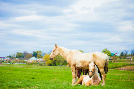 White horse with foal on green meadow against blue skyの写真素材