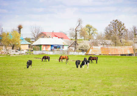 Different farm animals graze on green meadow near village. Summer village landscape with domestic animalsの写真素材