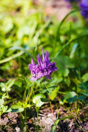 Small early purple flowers Corydalis in green grass