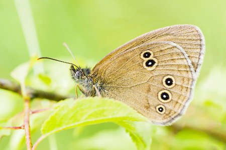 Butterfly Ringlet sits on green leaf. Aphantopus hyperantus butterfly side view, selective focusの写真素材