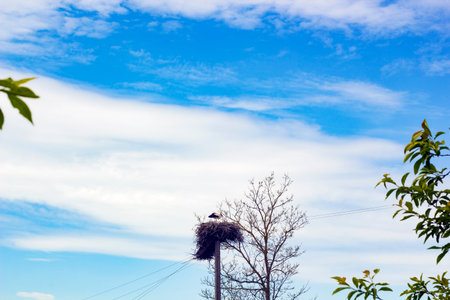 Nest with stork on pole against blue sky in distance