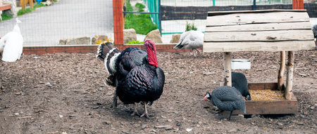 Domestic Turkey with other birds on farm yard. Bronze turkey bird