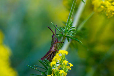 Small locust sits on plant, green blurred backgroundの写真素材