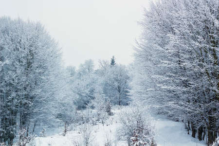 Winter landscape with frozen forest, winter snowfallの写真素材