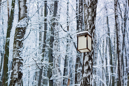 Wooden birdhouse hanging on tree in winter forest