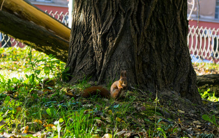 Eurasian red squirrel in autumn town park eating nut
