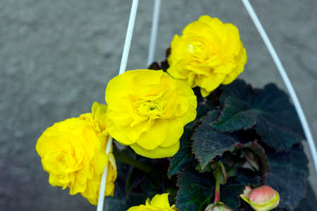 Begonia Tuberhybrida pendula yellow flowers, selective focusの写真素材