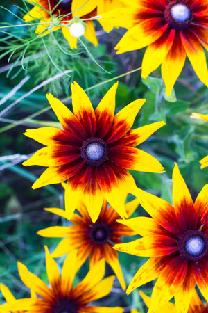 Orange flowers Rudbeckia hirta grows in summer garden, top view. Common names: black-eyed-Susan,...