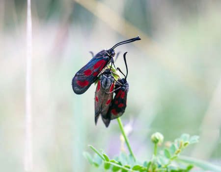 Gray butterfly with red spots Six-spot burnet. Mating of Zygaena trifolii butterflies on flowerの写真素材