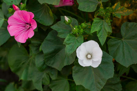 Lavatera trimestris pink and white flower. Pink and white mallow flowers in summer garden, top viewの写真素材