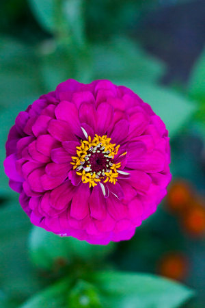 Zinnia pink flower grows in summer garden, top viewの写真素材