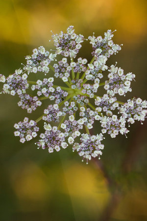 Hemlock or poison hemlock (poison parsley, spotted corobane, spotted hemlock), poison biennial...