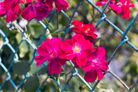 Pink flowers Rosa rubiginosa (sweet briar, sweetbriar rose, sweet brier or eglantine) grow through old metal fence, pastel colorsの写真素材