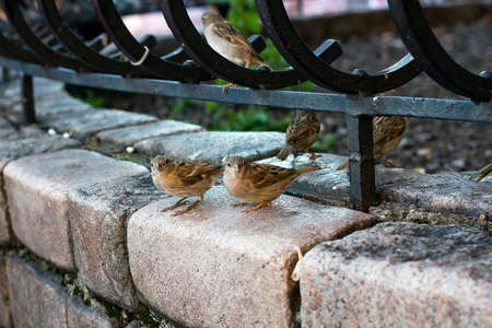 Flock of house sparrows sits on stone fence near flower bedの写真素材