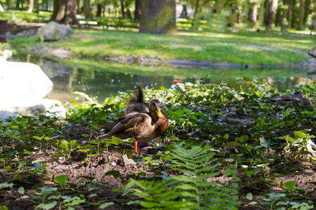 Pair of wild ducks sitting near pond on summer dayの写真素材