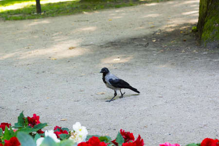 Gray crow walks near flowerbed. Corvus cornix bird, hooded crow, hoodie, Scotch crow, Danish crow, grey crow, mist crow, NebelkrÃ¤heの写真素材