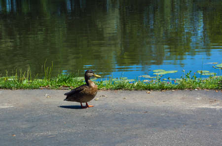 Wild duck Mallard walks by river, side viewの写真素材