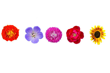 Summer collection wild and garden flowers isolated on white background. Bouquet set collage yellow...