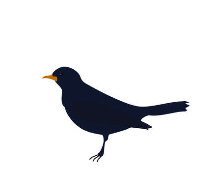 Dark blue bird Songbird (common blackbird) with orange beak on white background, flat design, vector, eps 10のイラスト素材