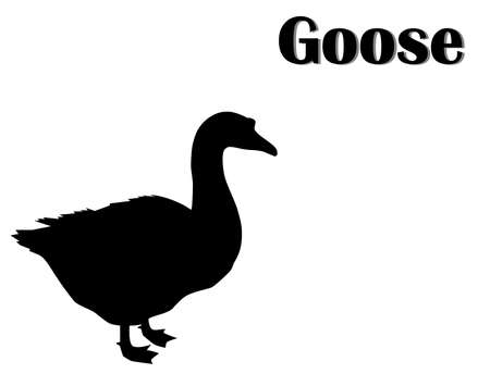 Black silhouette of goose on white background, vector, eps 10のイラスト素材