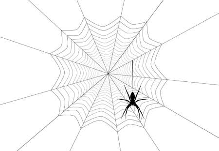 Spider black silhouette hanging on web isolated on white background.のイラスト素材