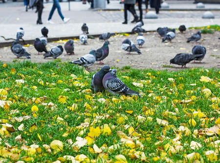 Pair of cooing pigeons on city street. Doves love and kissingの写真素材