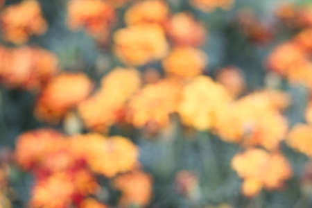 Abstract floral background. Blurred background with orange Tagetes flowers, pastel colorsの写真素材
