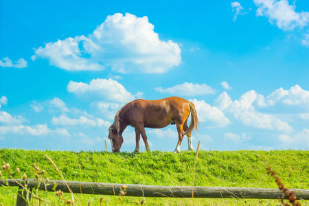 Horse on green pasture behind wooden fence, sunny light day. Summer rural landscape with grazing...