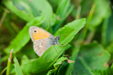 Maniola jurtina or butterfly meadow brown on green leaf in summer field, side viewの写真素材