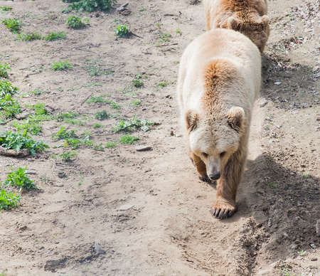 Big Brown bear or Ursus arctos walking. Summer sunny day in Domazhyr Bears sanctuary, Lviv, Ukraineの写真素材