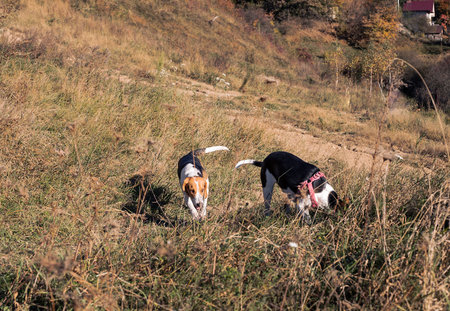 Beagle in autumn fields. Happy dogs playing in grass, sunny light day